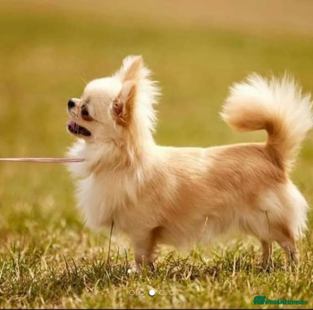 Chihuahua dogs for sale: KC long coat cream chihuahua puppies  - Advert 10