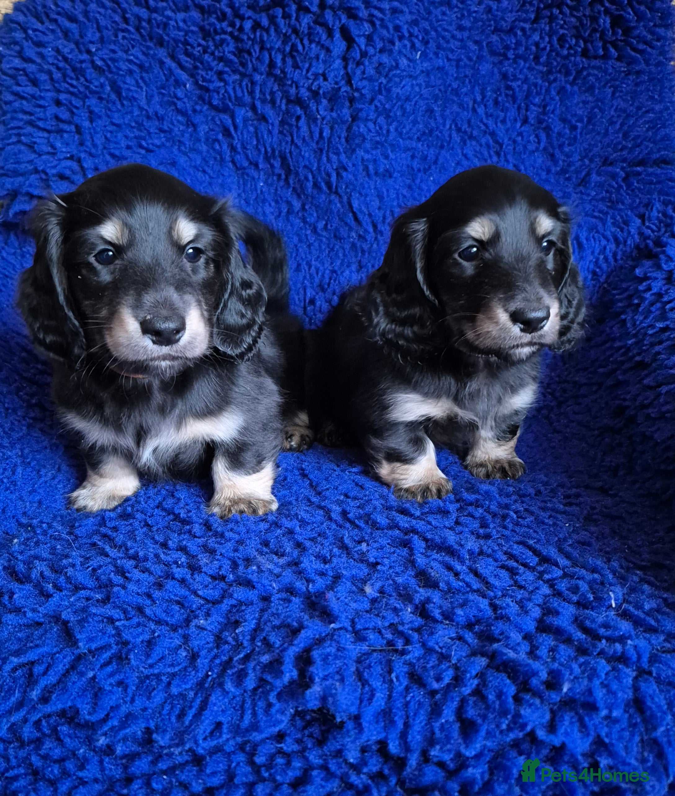 Miniature Dachshund dogs Long Hair Miniature Dachshund Puppies.  - Advert 2