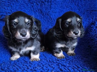 Miniature Dachshund dogs Long Hair Miniature Dachshund Puppies. - Advert 2
