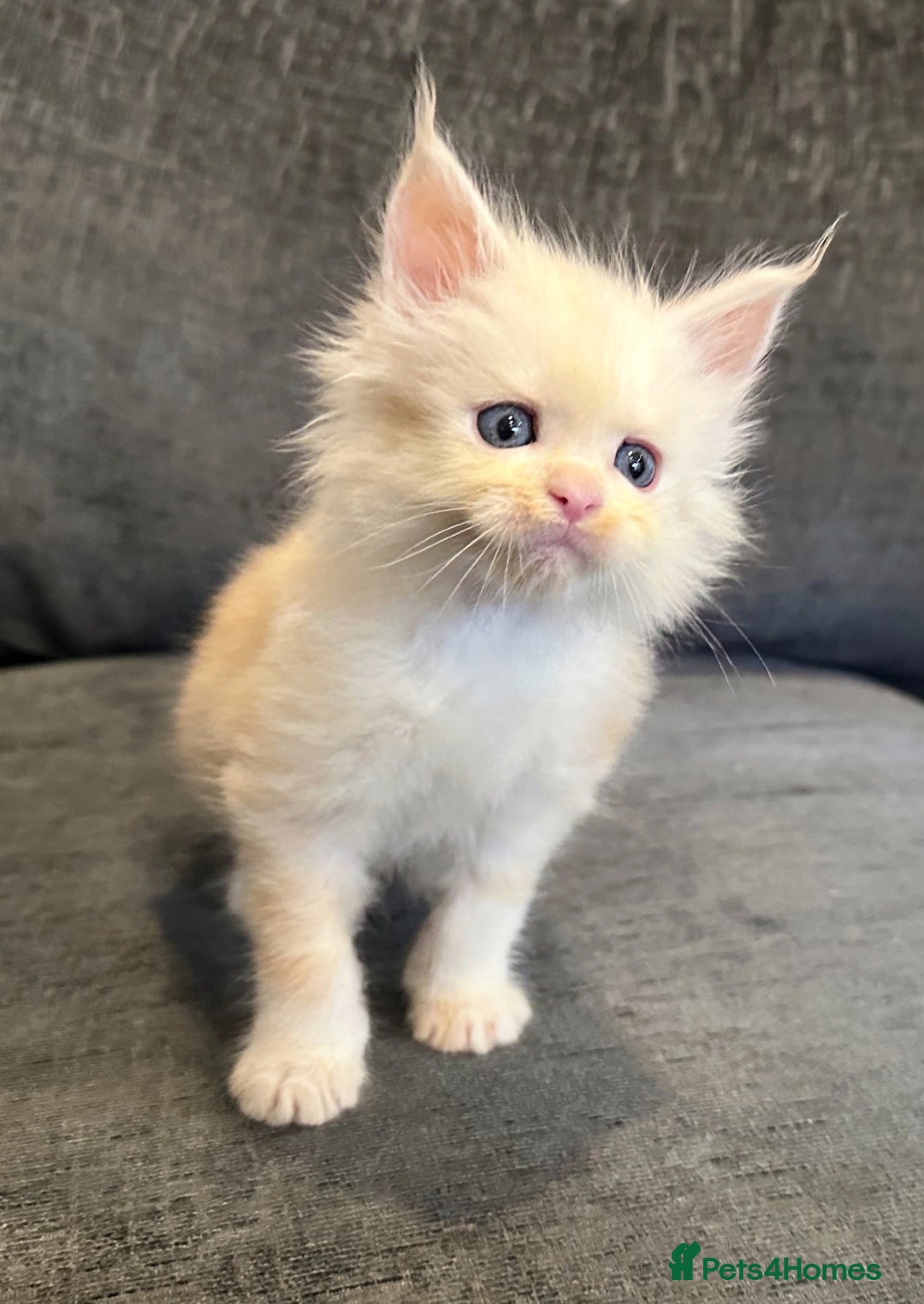 Maine Coon cats for sale: Gorgeous Registered Maine Coon Kittens  - Image 2