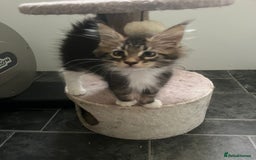 Maine Coon cats for sale: Gorgeous bundles of fluff n mischief  - Image 25