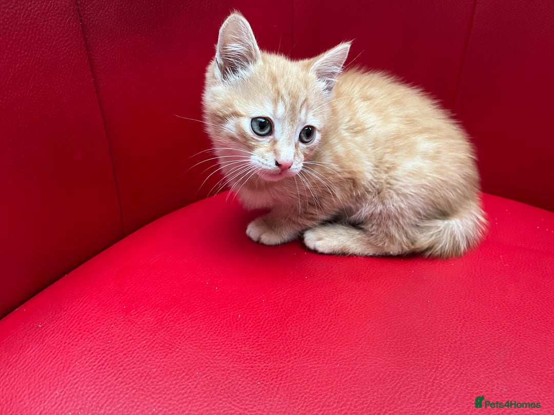 Mixed Breed cats for sale: Ginger Boy looking for a loving home. - Advert 3