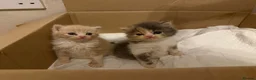Exotic cats for sale: 🐾 Beautiful Exotic-Type Longhair Kittens 🐾 in Leeds - Advert 6