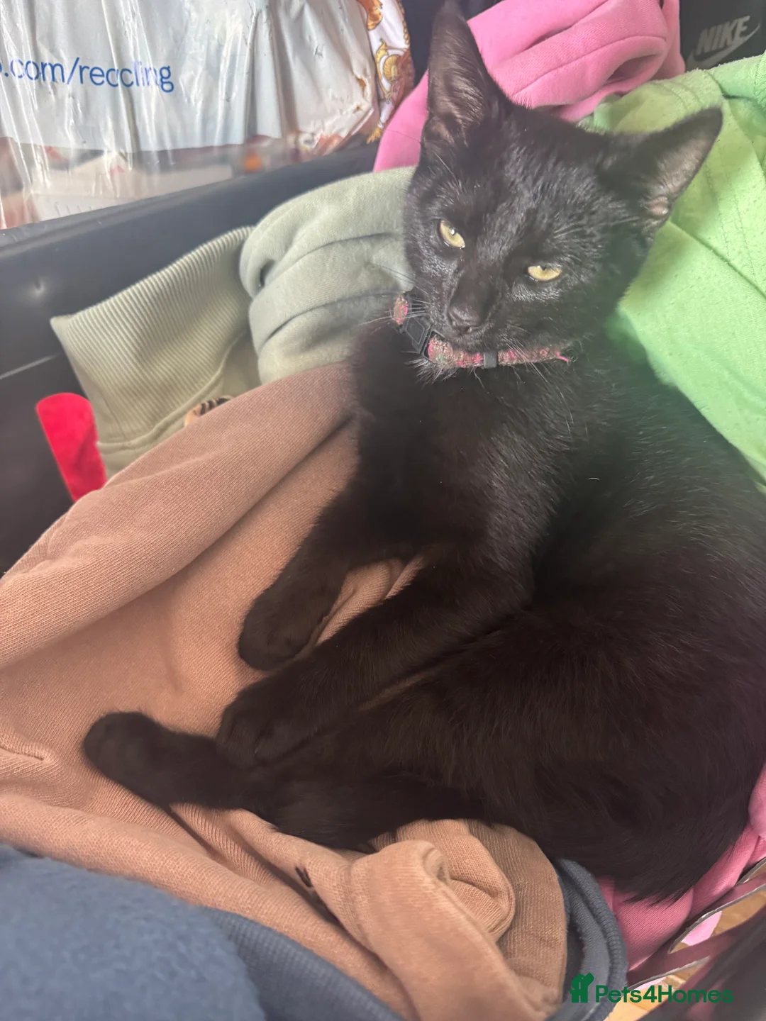Mixed Breed cats for sale: KITTENS FOR SALE  - Advert 2