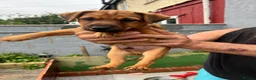Mixed Breed dogs for sale: Lakeland terrier x jack russell pups 3 male  - Advert 15