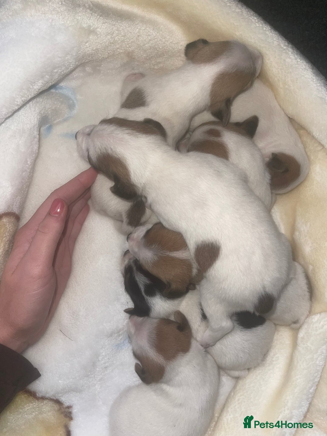 Jack Russell dogs for sale: Miniature Jack Russell puppies🐶 - Advert 2