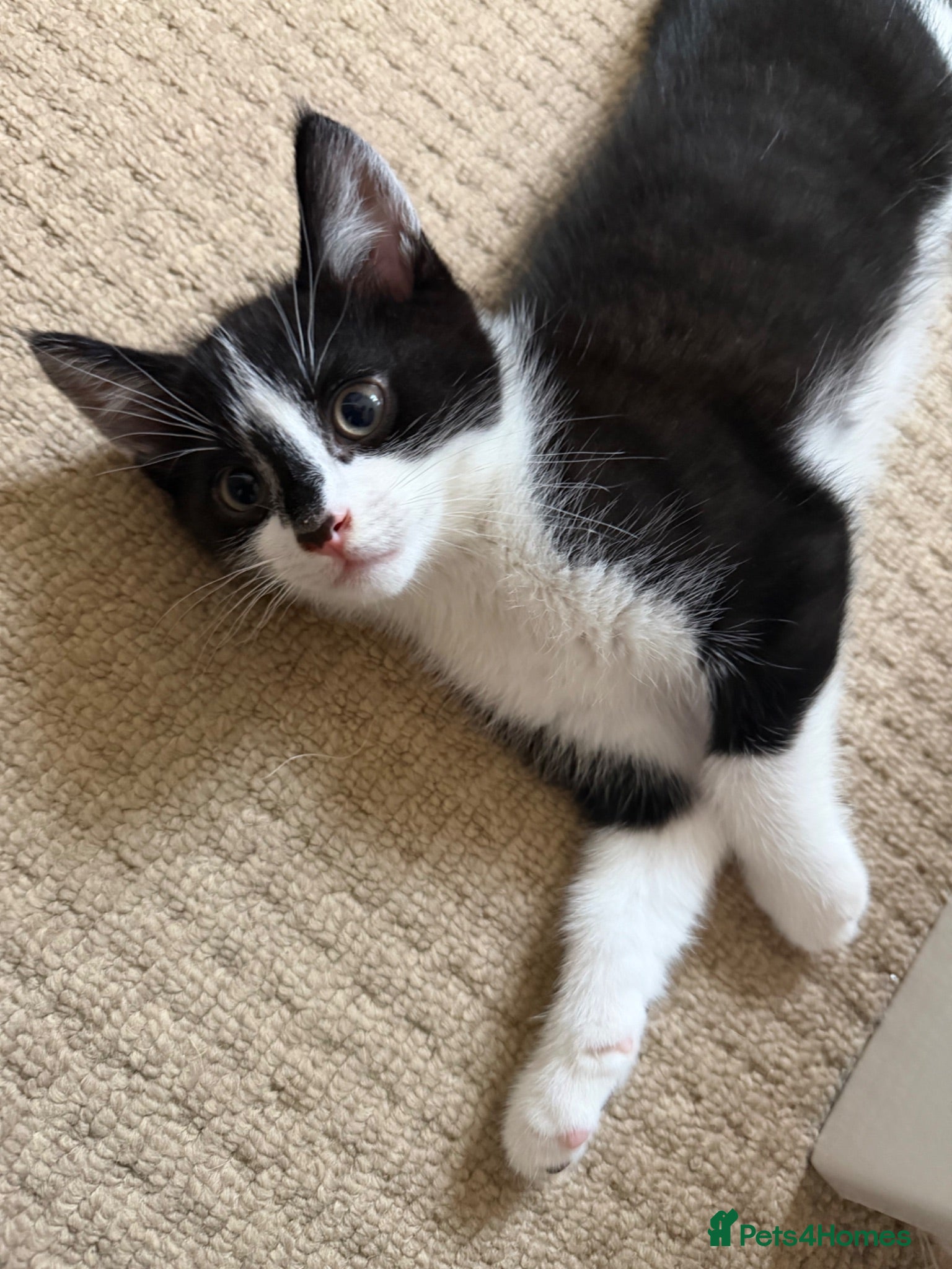 Mixed Breed cats 🐾READY TO GO 🐾Looking for a forever home🐾 - Advert 13