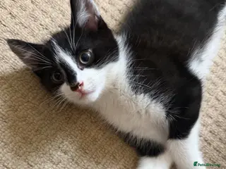 Mixed Breed cats 🐾READY TO GO 🐾Looking for a forever home🐾 - Advert 9