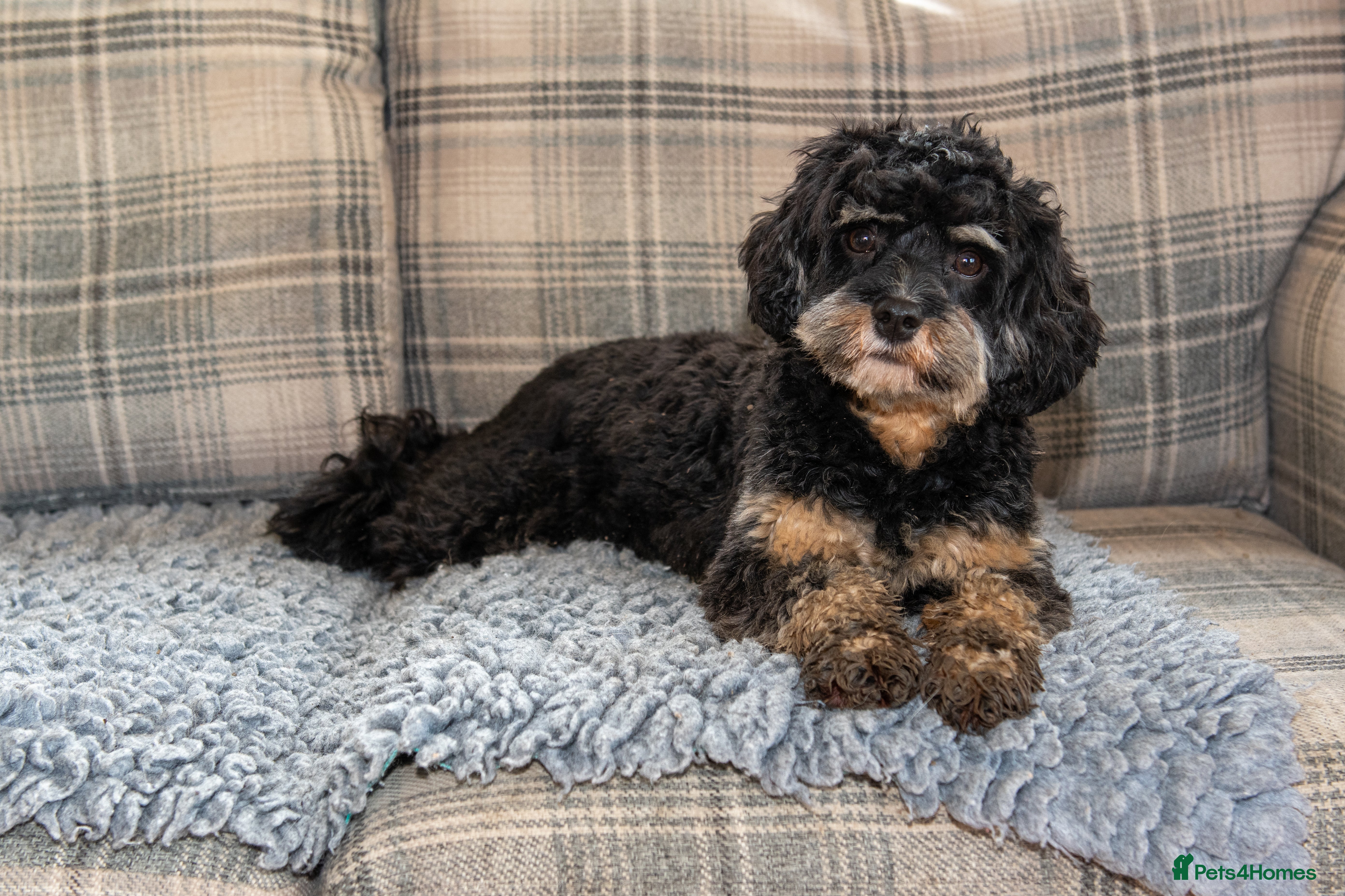 Cavapoo dogs 1 year old cavapoo  - Advert 1