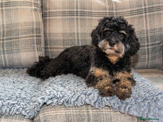 Cavapoo dogs 1 year old cavapoo - Advert 6