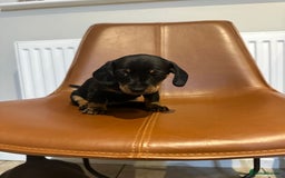 Dachshund dogs for sale: Chunky Standard Homebred Dachshunds - Image 7
