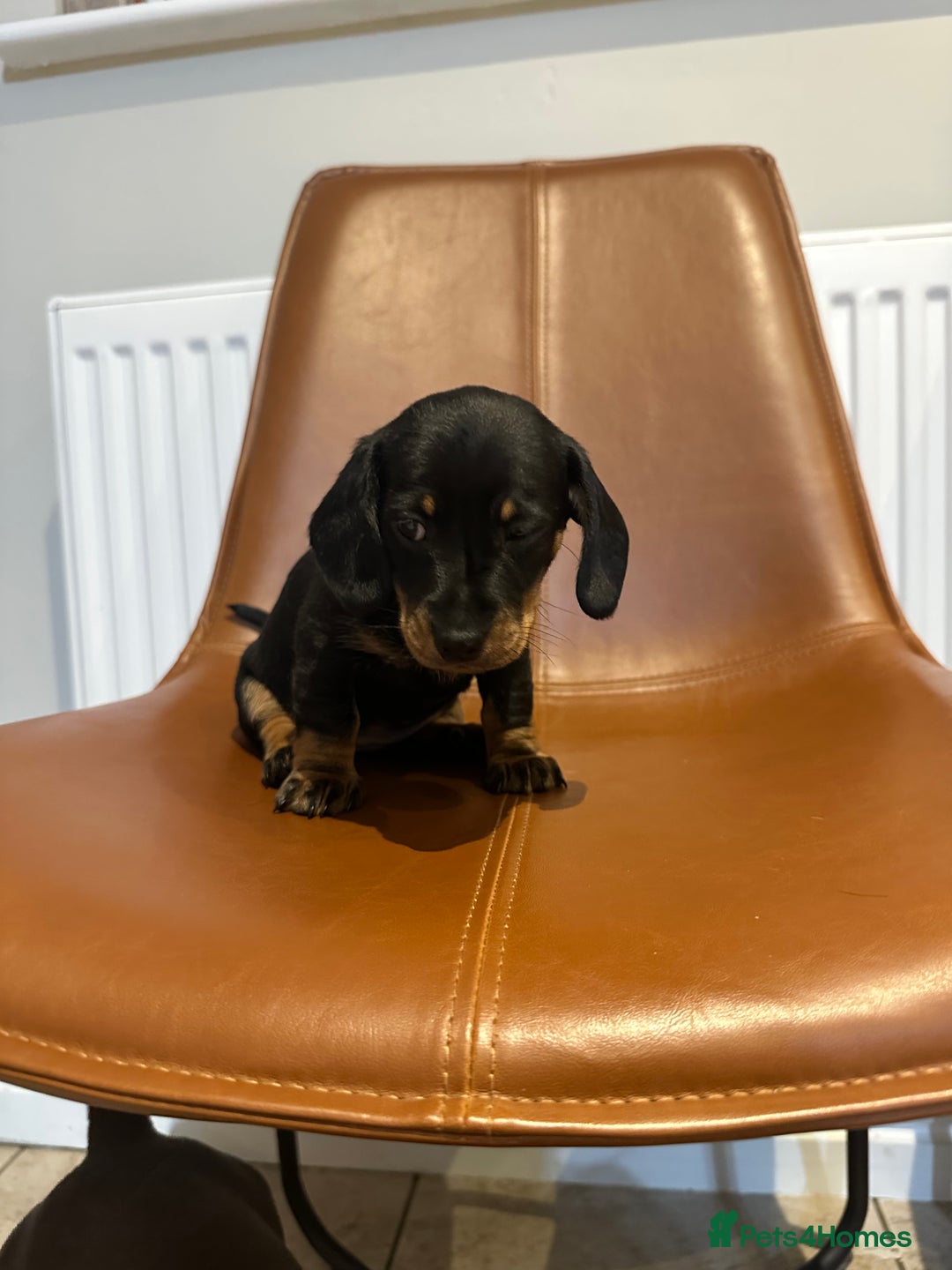Dachshund dogs for sale: Chunky Standard Homebred Dachshunds - Image 7