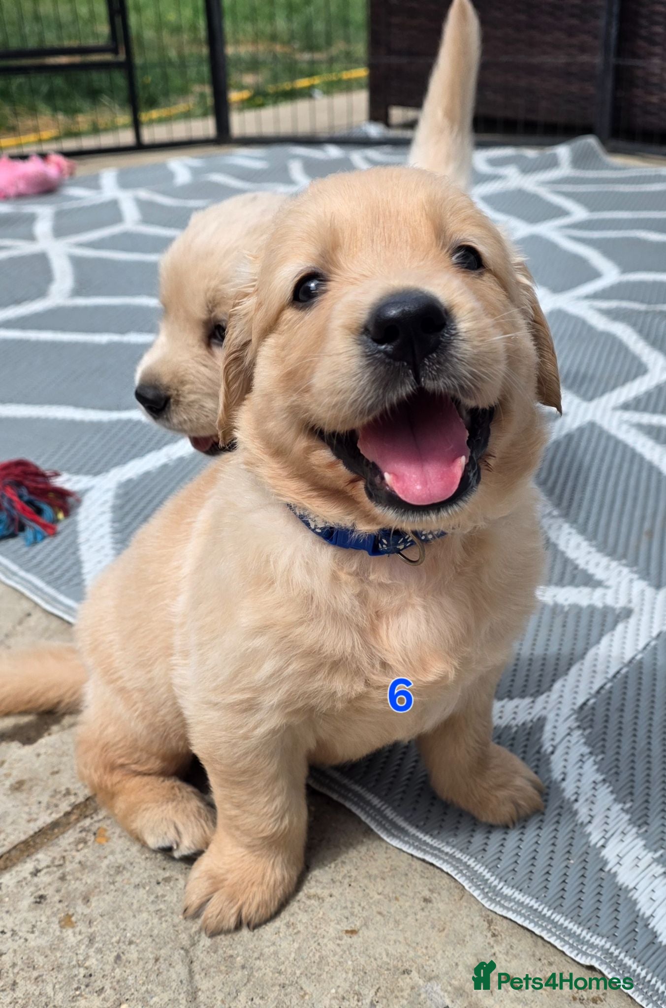 Golden Retriever dogs 5* Golden Retriver puppies - Advert 1