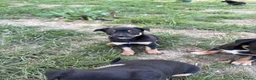 Australian Kelpie dogs for sale: Kelpie cross Collies in Launceston - Advert 14