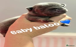 French Bulldog dogs for sale: Chunky French bulldog puppies  - Image 24