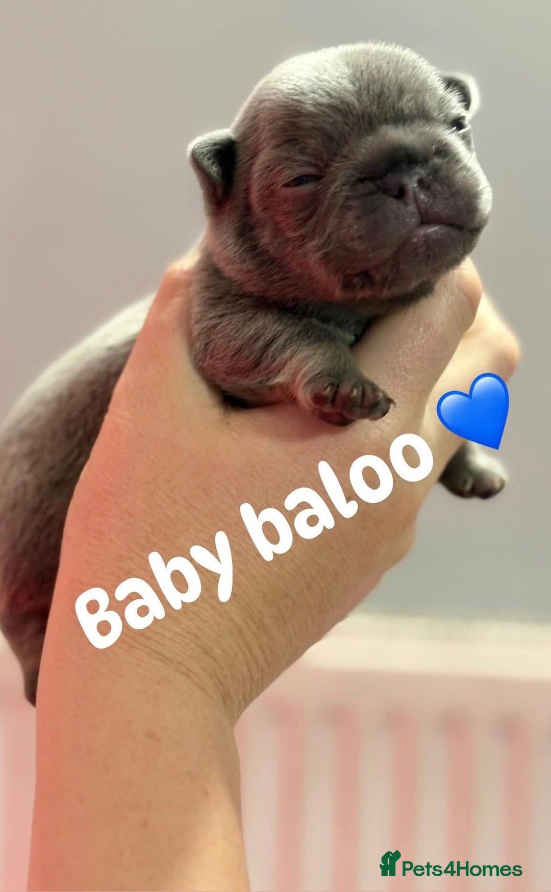 French Bulldog dogs for sale: Chunky French bulldog puppies  - Image 24