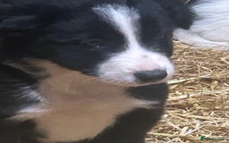 Border Collie dogs for sale: Border Collie Puppies  - Image 4