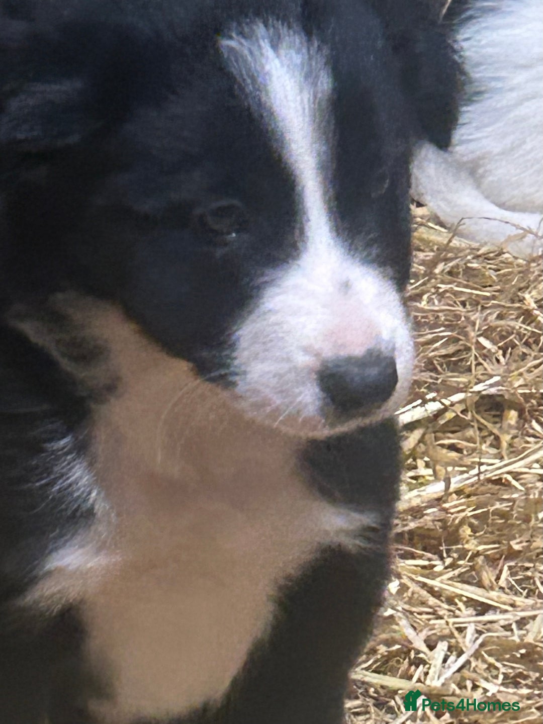 Border Collie dogs for sale: Border Collie Puppies  - Image 4