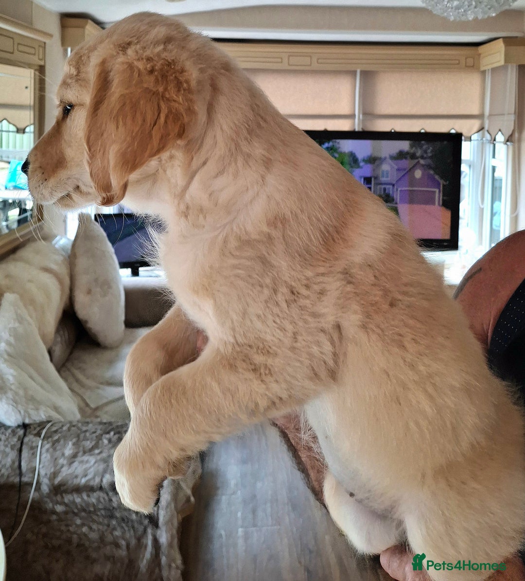 Golden Retriever dogs for sale: Golden Retreiver Puppies  - Image 14