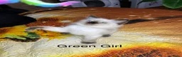 Ragdoll cats for sale: 💖Fabulous Pure Ragdoll Kittens Waiting for Love❤️ - Advert 22
