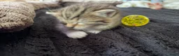 Mixed Breed cats for sale: 3x gorgeous tabby kittens  - Advert 12