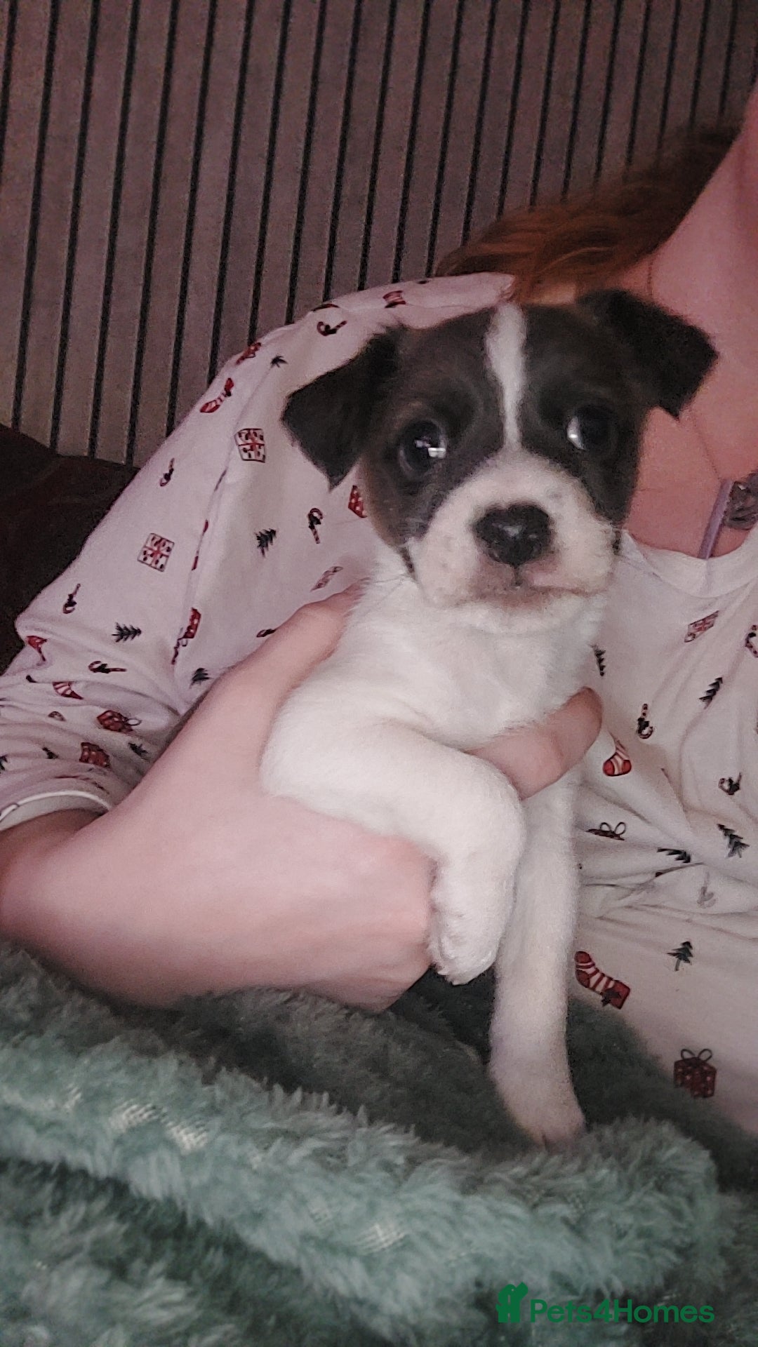 Jack Russell dogs for sale: Male puppy  - Image 1
