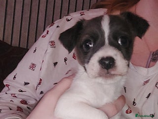 Jack Russell dogs for sale - Advert 1