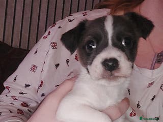 Jack Russell dogs Male puppy - Advert 19