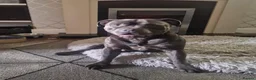 Staffordshire Bull Terrier dogs for stud: Kenbloom Mcintosh  - Advert 18