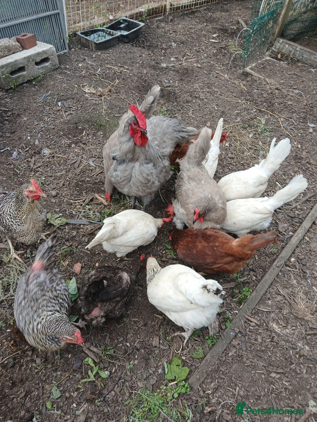 Mixed Breed poultry for sale: Fresh hatching eggs from mixed hens - Advert 5