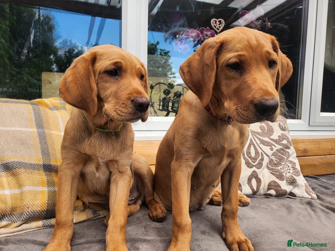 Labrador Retriever dogs for sale: KC Reg Fox Red Labrador Male. Fully vaccinated. in Mold - Image 21