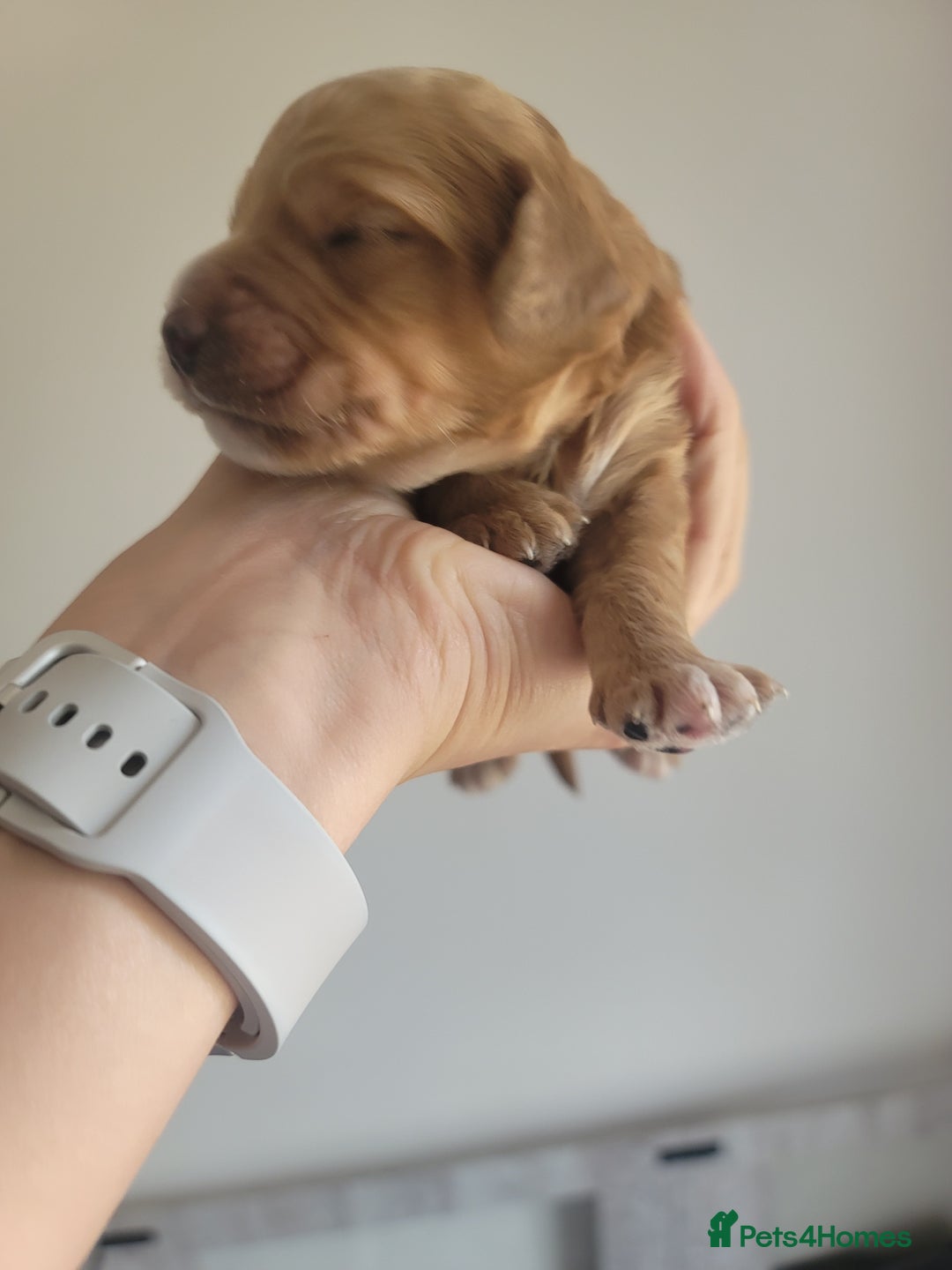 Cockapoo dogs for sale: Adorable Cockerpoo Puppies - Image 12