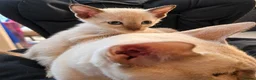 Tonkinese cats for sale: First generation, pedigree, registered,vet checked - Advert 2