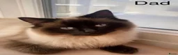 Ragdoll cats for sale: Ragdoll Kittens - Advert 13