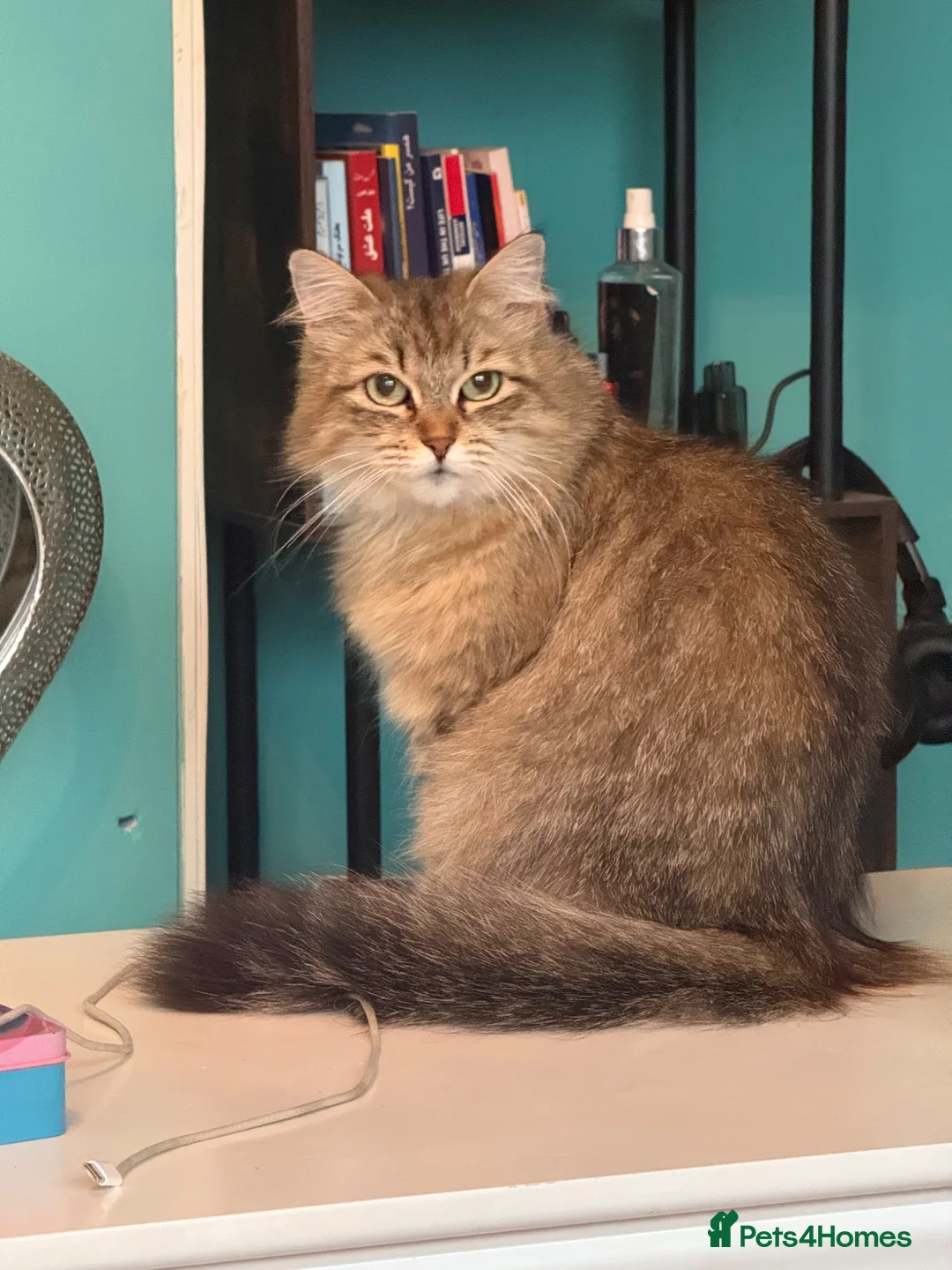 Siberian cats for sale: Stunning Siberian kittens  - Advert 1