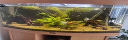 Angelfish fish for sale: Aquarium and fish for sale  in Hayling Island - Advert 3