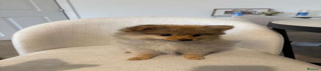 Pomeranian Puppy 2