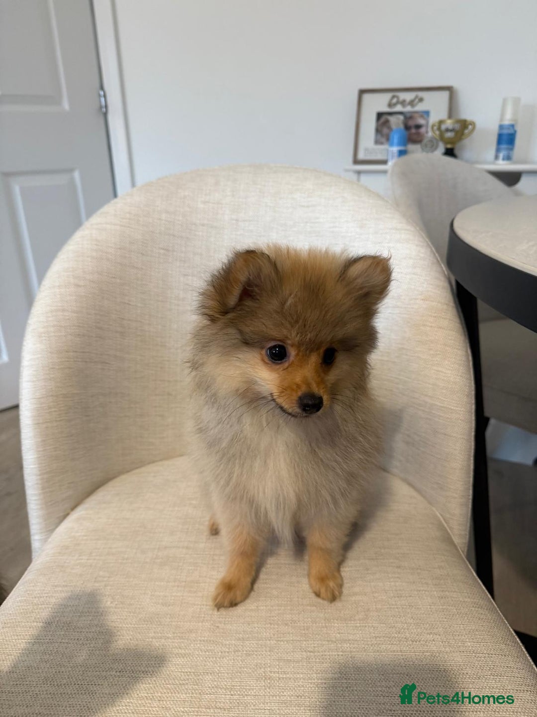 Pomeranian dogs for sale: 🐾 Last 2 Pomeranian Puppies Available! 🐾  - Image 4
