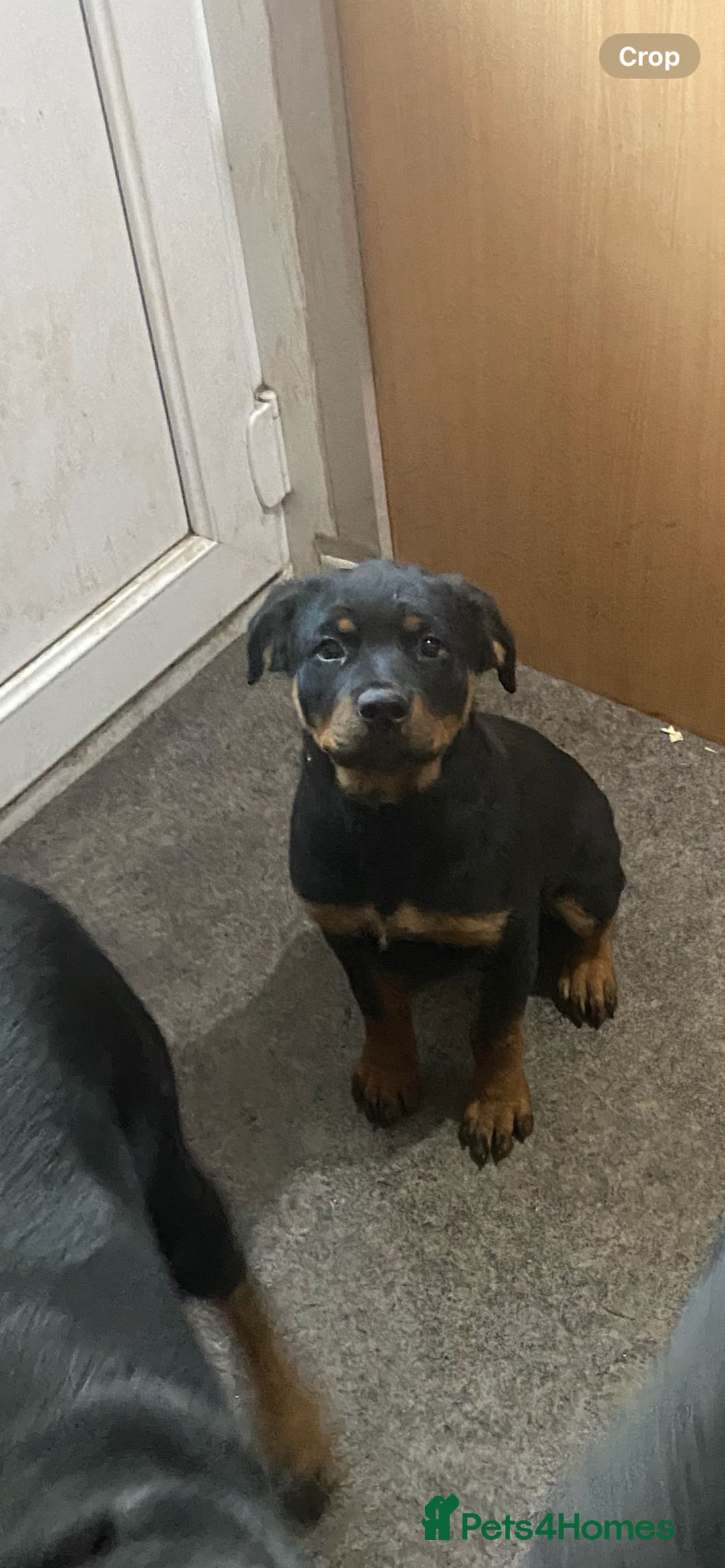 Rottweiler dogs for sale: KC Champion blood lines Rottweiler puppies  - Image 24
