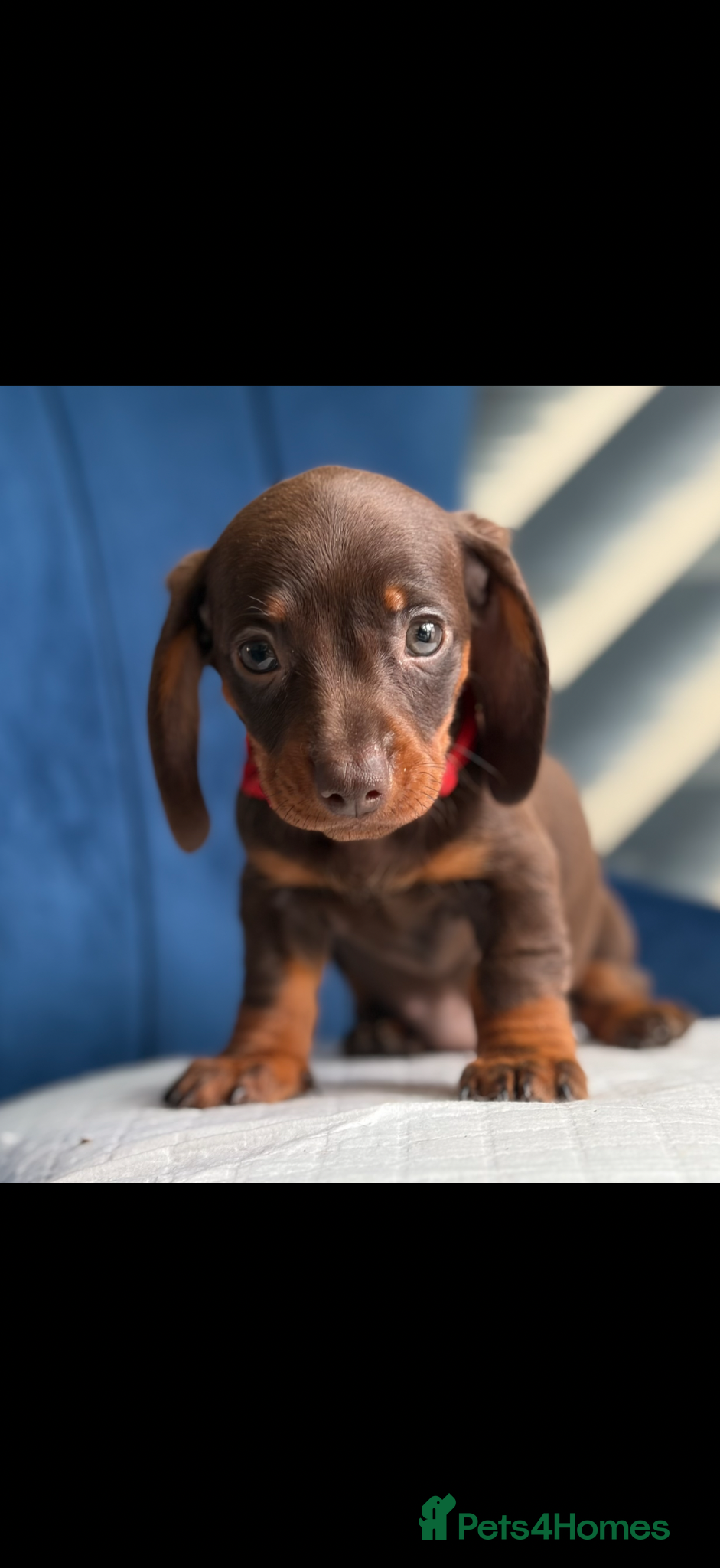Miniature Dachshund dogs Miniature Dachshunds 8 weeks old Ready to leave  - Advert 3