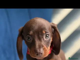 Miniature Dachshund dogs Miniature Dachshunds 8 weeks old Ready to leave - Advert 3