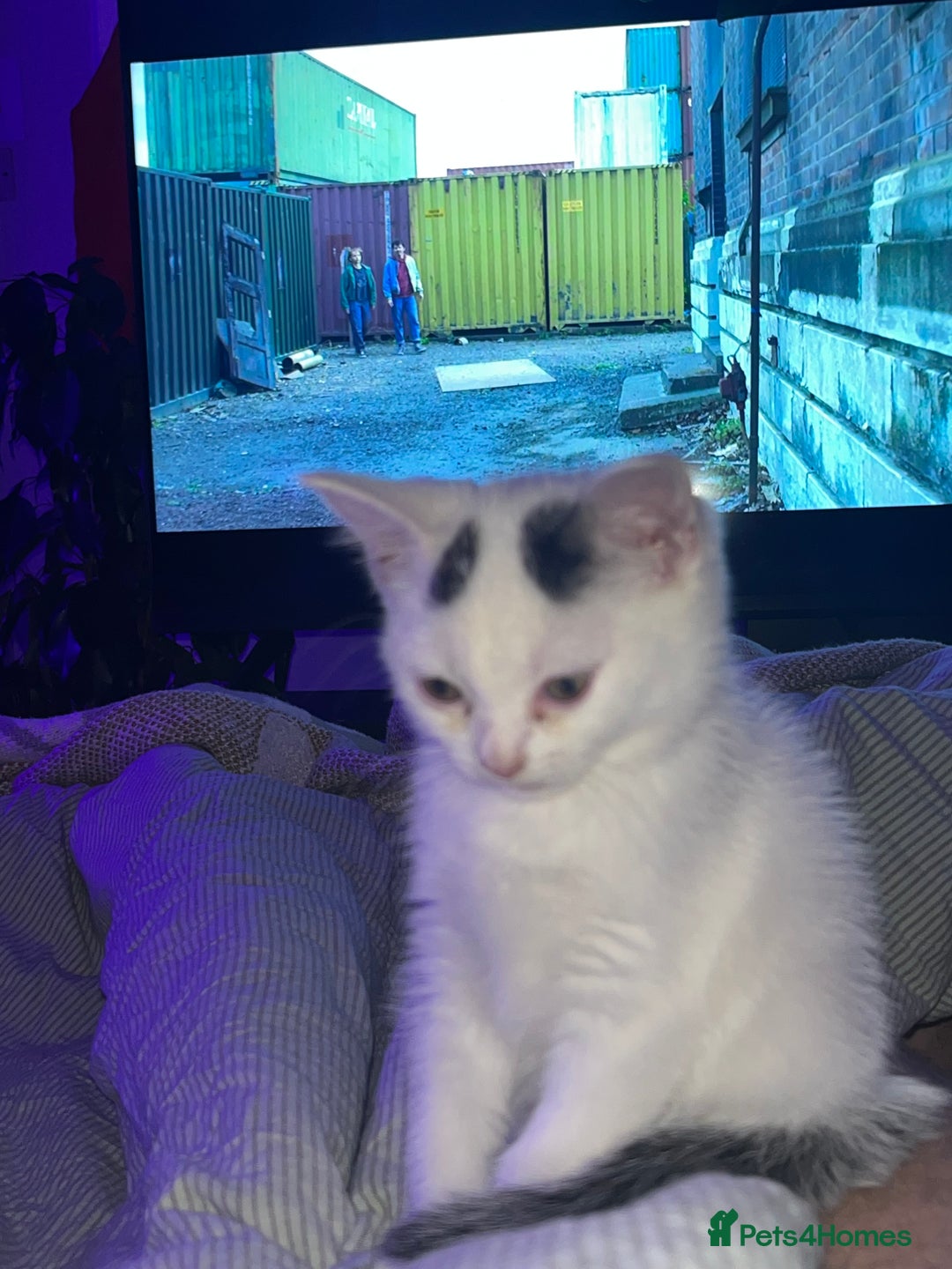 Mixed Breed cats for sale: Isha and Freya - Image 22