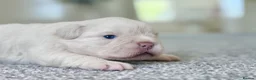 French Bulldog dogs for sale: RARE FLUFFY FRENCHIE PUPPIES!! - Advert 16
