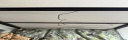 Gecko reptiles for sale: Crested gecko with setup  in Reading - Advert 7