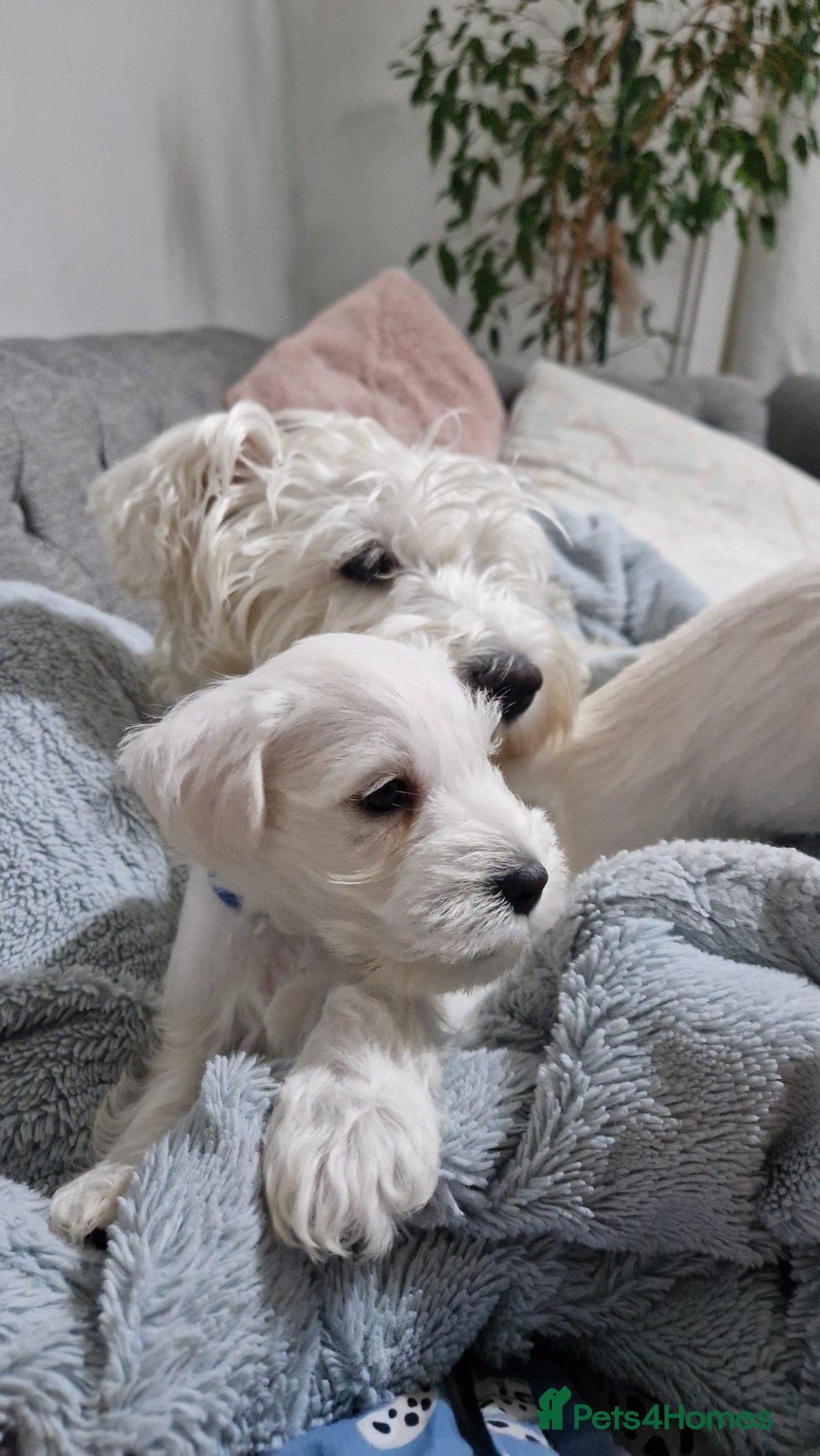 Miniature Schnauzer dogs for sale: Pure White Miniature Schnauzer puppies - Image 6