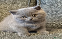 British Shorthair cats for sale: British Shorthair Male Kitten (GCCF) - Advert 14