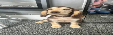 Cocker Spaniel 2