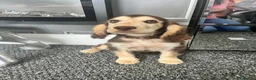 Cocker Spaniel dogs for sale: Show cocker spaniels fully vaccinated  - Advert 14