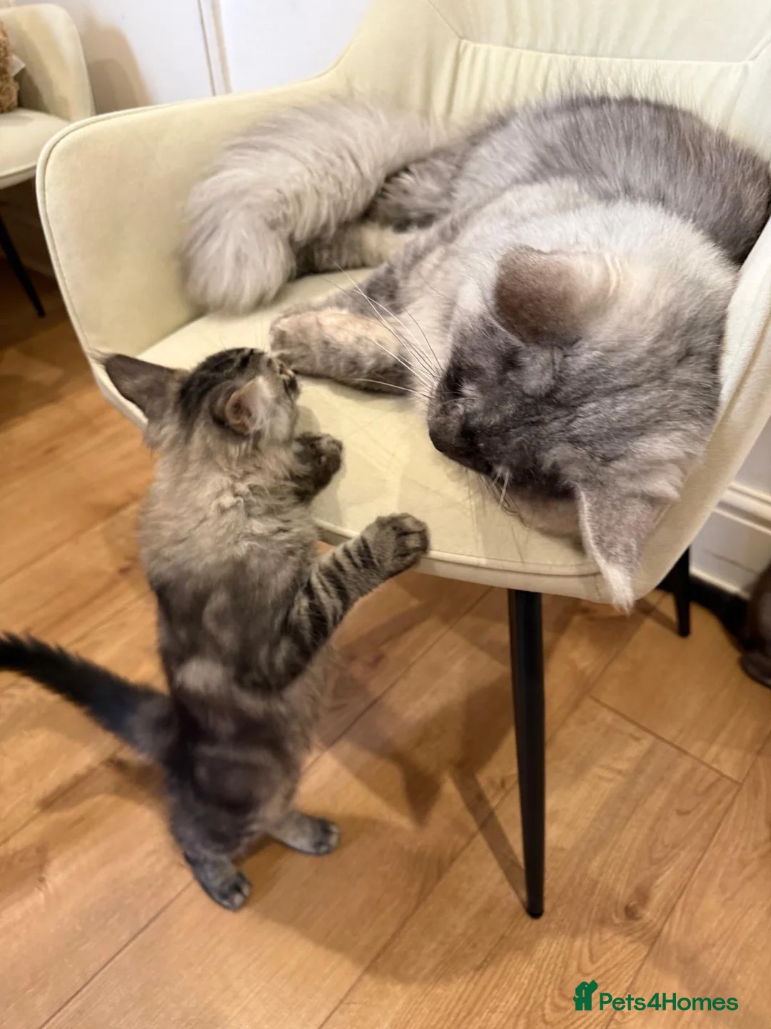 Maine Coon cats for sale: Maine Coon kittens  - Advert 10