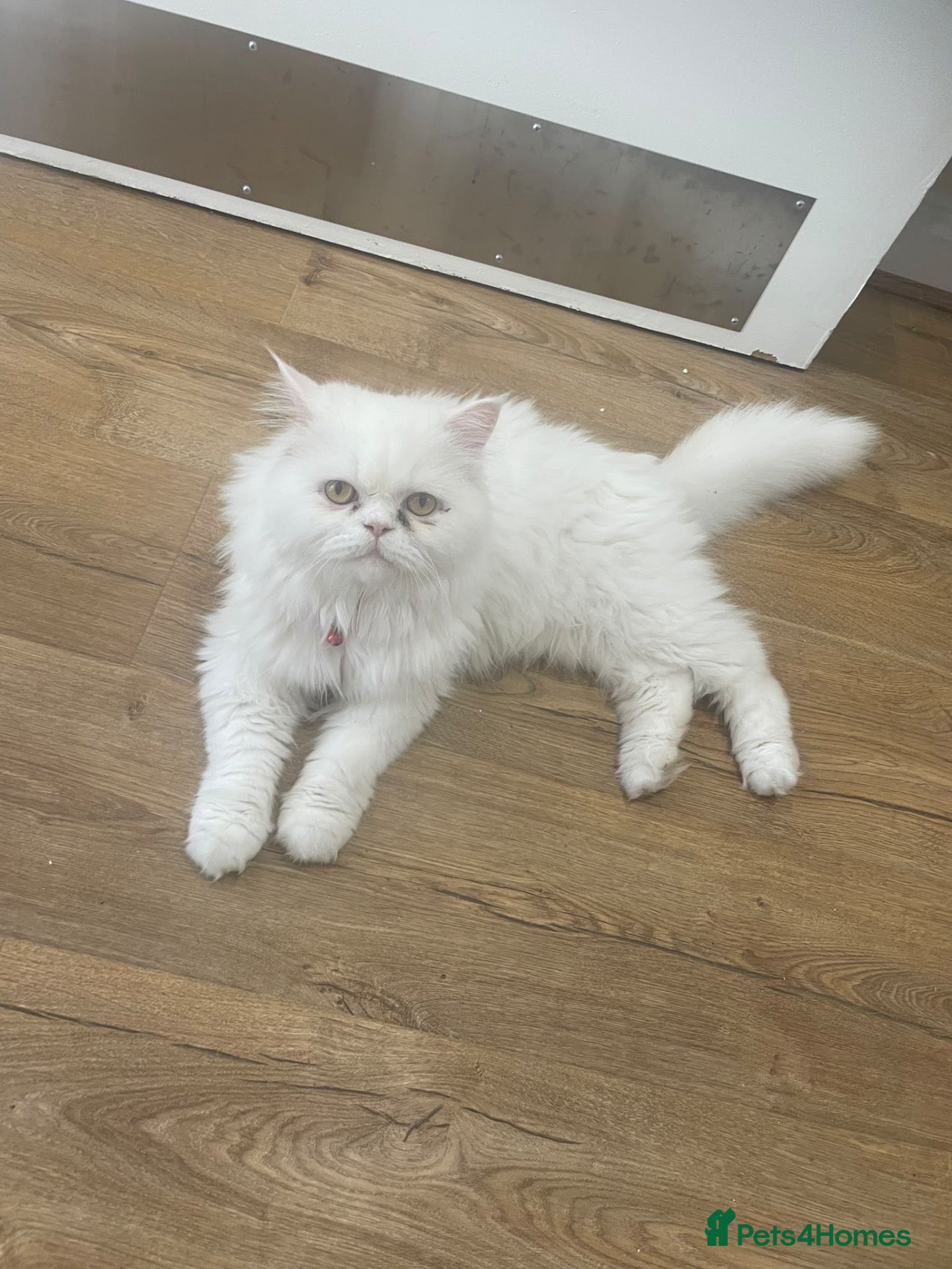 Mixed Breed cats  Persian kittens for sale  - Advert 1